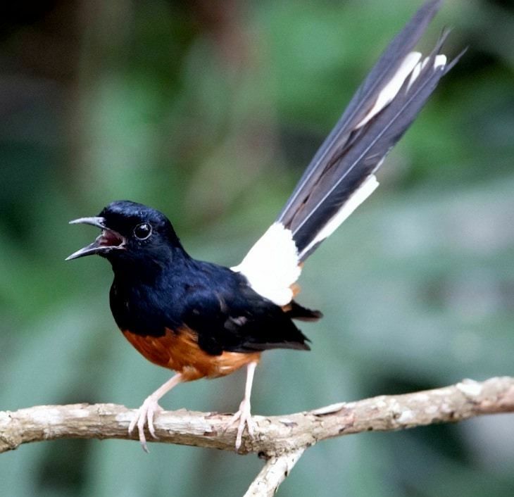 Bagaimana Bisa Seokor Burung Berzikir dan Melafalkan Nama Allah?