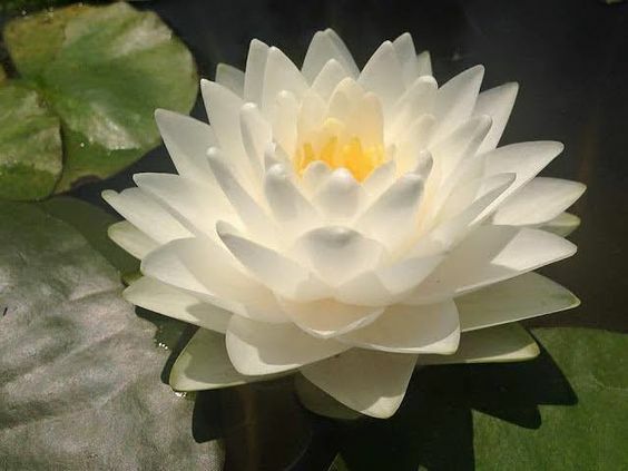 KEBENCIAN DI DEPAN MATA DAN FLOWER WATHERING