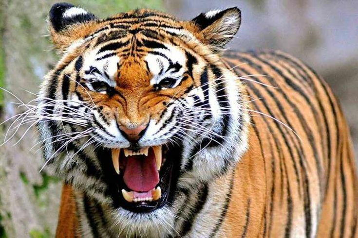 CERPEN : KISAH HARIMAU, KELEDAI DAN HUKUM