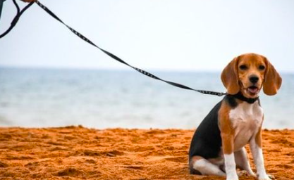 Bolehkah Kaum Muslim Memelihara Anjing ?