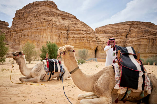 unta, yang kini menjadi bagian wisata di Arab Saudi. sumber: istockphoto.com